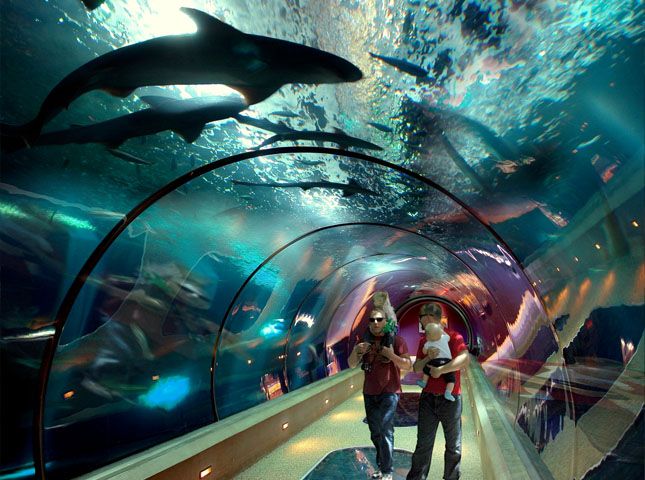 Aquarium 